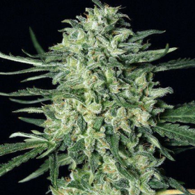 Quick Mass - EXOTIC SEED | TanieSianie.pl