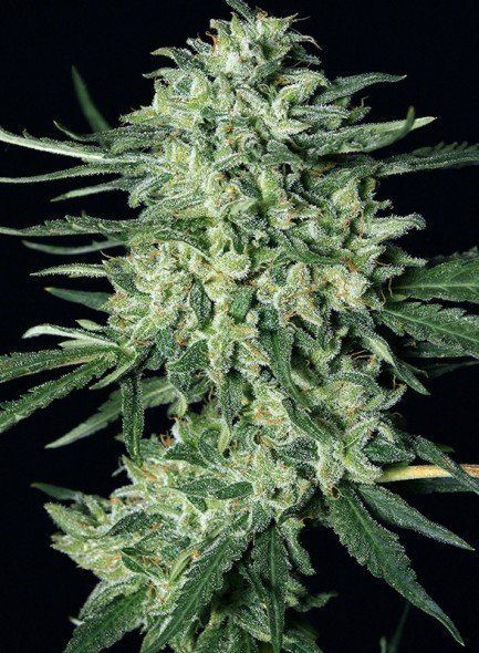 Quick Mass - EXOTIC SEED | TanieSianie.pl