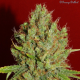 Renaissance - FRENCH TOUCH SEEDS | TanieSianie.pl