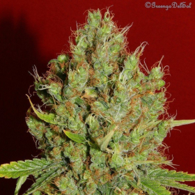 Renaissance - FRENCH TOUCH SEEDS | TanieSianie.pl