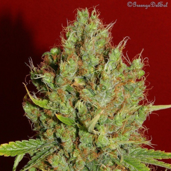 Renaissance - FRENCH TOUCH SEEDS | TanieSianie.pl