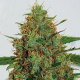 C99 - G13 LABS | TanieSianie.pl