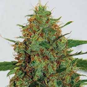 C99 - G13 LABS | TanieSianie.pl