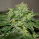 Chocolate Heaven - G13 LABS | TanieSianie.pl