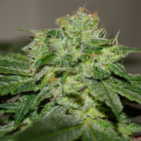 Chocolate Heaven - G13 LABS | TanieSianie.pl