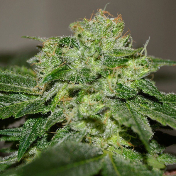 Chocolate Heaven - G13 LABS | TanieSianie.pl