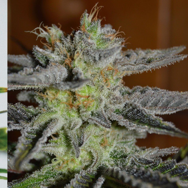 Double Black - G13 LABS | TanieSianie.pl