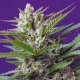Speed Devil #2 Autoflowering - SWEET SEEDS | TanieSianie.pl