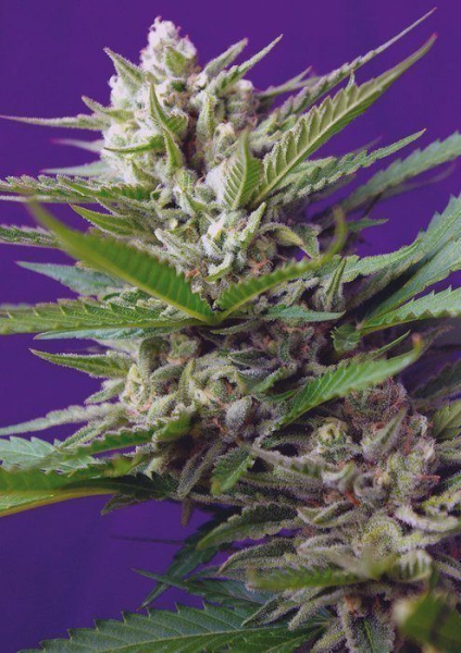 Speed Devil #2 Autoflowering - SWEET SEEDS | TanieSianie.pl