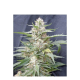 Lemon Amber Kush - G13 LABS | TanieSianie.pl