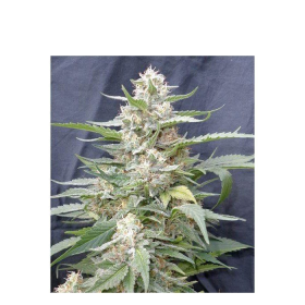 Lemon Amber Kush - G13 LABS | TanieSianie.pl