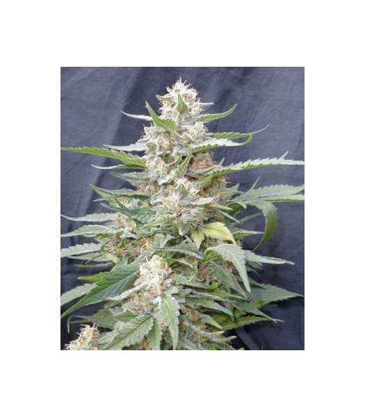 Lemon Amber Kush - G13 LABS | TanieSianie.pl