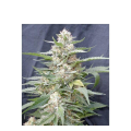 Lemon Amber Kush - G13 LABS