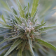 Midnight Kush - G13 LABS | TanieSianie.pl