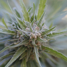 Midnight Kush - G13 LABS | TanieSianie.pl
