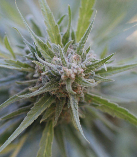 Midnight Kush - G13 LABS | TanieSianie.pl