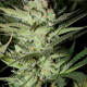 Mozzarella - G13 LABS | TanieSianie.pl