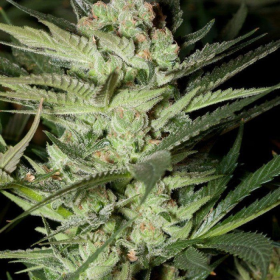 Mozzarella - G13 LABS | TanieSianie.pl