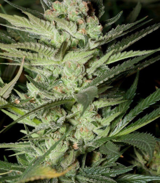 Mozzarella - G13 LABS | TanieSianie.pl