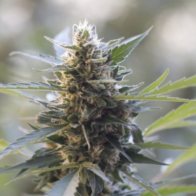 Northern Lights x Skunk - G13 LABS | TanieSianie.pl