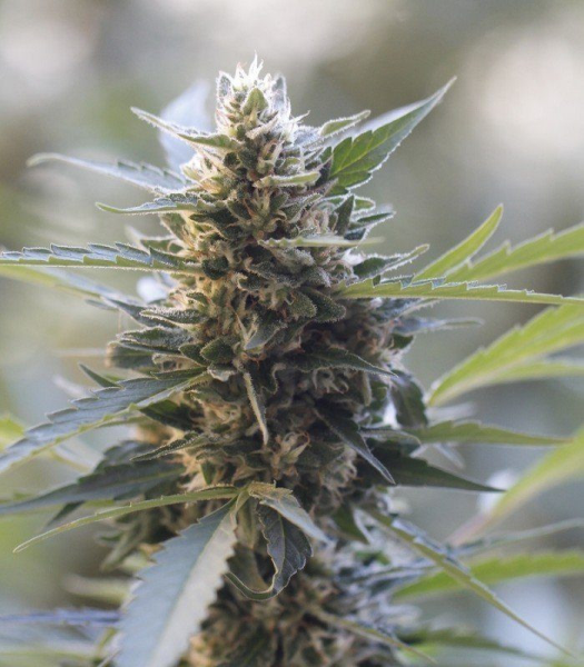 Northern Lights x Skunk - G13 LABS | TanieSianie.pl