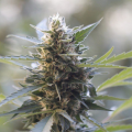 Northern Lights x Skunk - G13 LABS