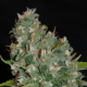OG13 - G13 LABS | TanieSianie.pl