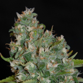 OG13 - G13 LABS | TanieSianie.pl