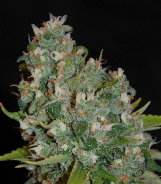 OG13 - G13 LABS | TanieSianie.pl