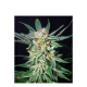 Orange Cinnamon Swirl - G13 LABS | TanieSianie.pl