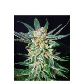 Orange Cinnamon Swirl - G13 LABS | TanieSianie.pl