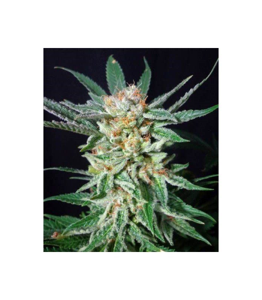 Orange Cinnamon Swirl - G13 LABS | TanieSianie.pl
