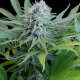 Peach Puree CBD - G13 LABS | TanieSianie.pl