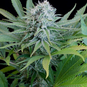 Peach Puree CBD - G13 LABS | TanieSianie.pl