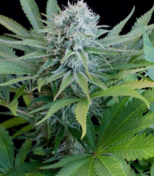 Peach Puree CBD - G13 LABS | TanieSianie.pl