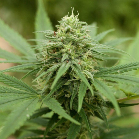 Pineapple Express #2 - G13 LABS | TanieSianie.pl