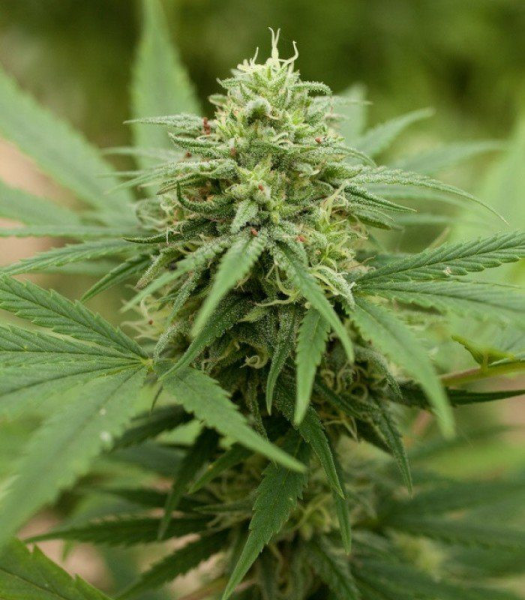 Pineapple Express #2 - G13 LABS | TanieSianie.pl