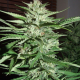 Pineapple Express - G13 LABS | TanieSianie.pl