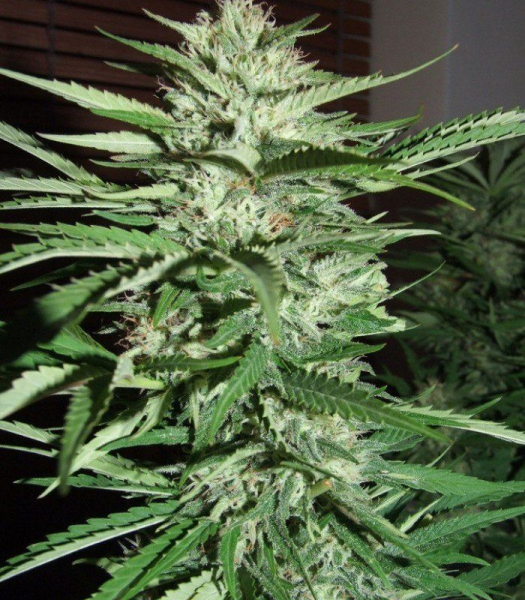 Pineapple Express - G13 LABS | TanieSianie.pl