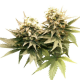 Masterkush - DUTCH PASSION | TanieSianie.pl