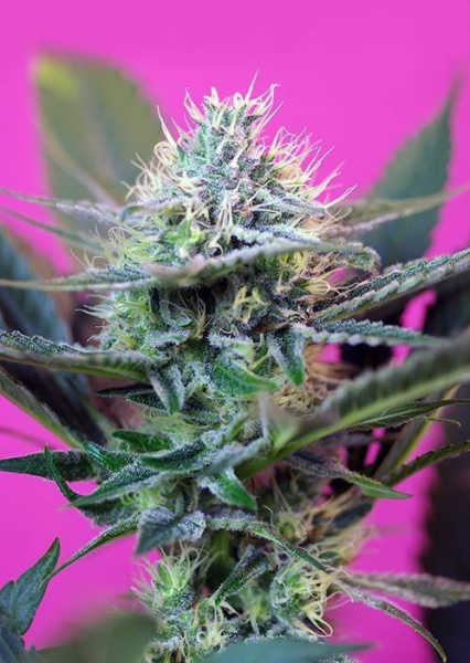 +Speed Auto - SWEET SEEDS | TanieSianie.pl