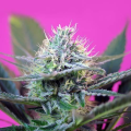 +Speed Auto - SWEET SEEDS