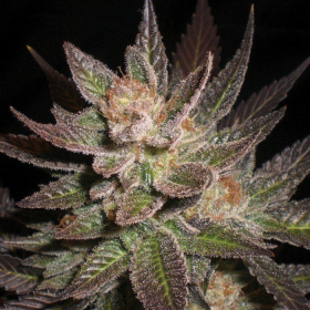 Purple Haze - G13 LABS | TanieSianie.pl