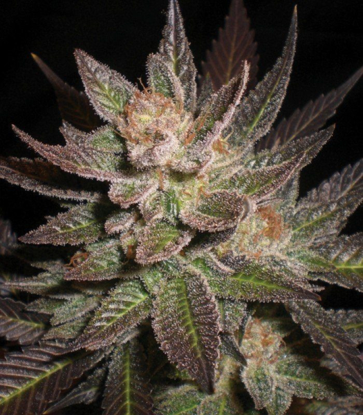 Purple Haze - G13 LABS | TanieSianie.pl