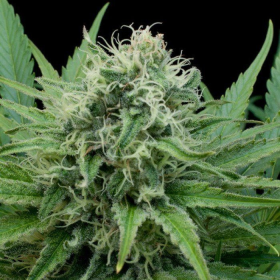 Raw Diesel - G13 LABS | TanieSianie.pl