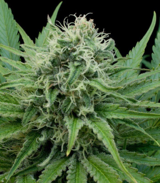 Raw Diesel - G13 LABS | TanieSianie.pl
