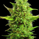 Royal Kush - G13 LABS | TanieSianie.pl