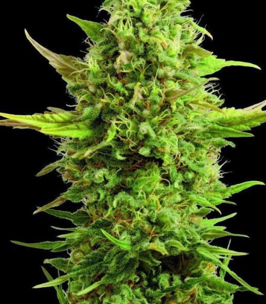 Royal Kush - G13 LABS | TanieSianie.pl