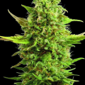Royal Kush - G13 LABS