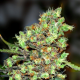 Skunk #1 - G13 LABS | TanieSianie.pl